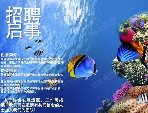 海洋招聘_海上海娱乐招聘图片