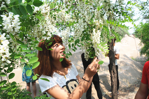 秦皇岛金沙湾沙雕大世界"槐花节"浪漫启幕