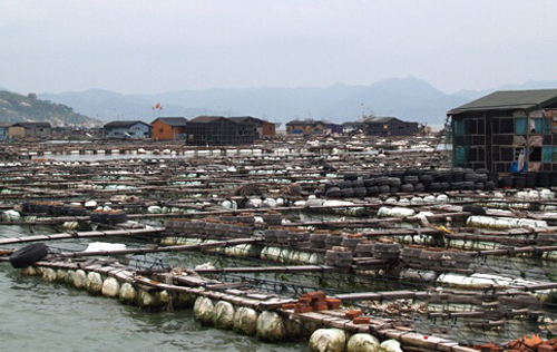所有的房子都是建在渔排上,人们在这里吃穿住行.