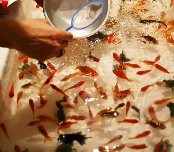这个周末 带上孩子来淄博碧桂园欢乐捞金鱼