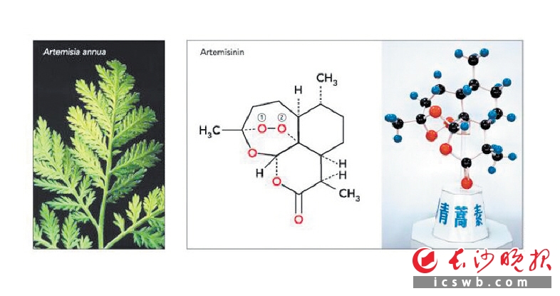 屠呦呦让青蒿素入湘 湖南成第二个青蒿素生产省份