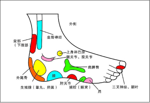 人体的器官都可以在脚部找到对应的反射区