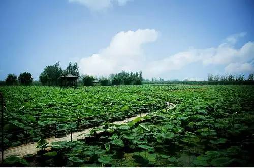 马踏湖湿地公园晋升为淄博首家国家级湿地公园