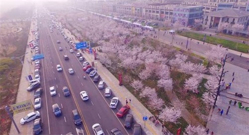 龙湖葡醍海湾4月9日-10日,龙湖首届樱花节,烟台首条樱花大道,百家创意