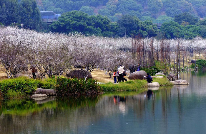 萝岗香雪公园