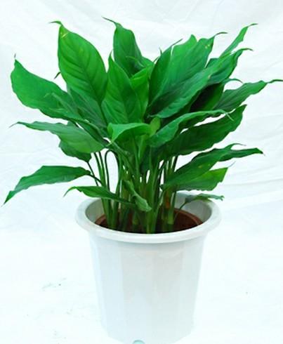 家中绿植这样摆 有利植物生长更有利身心