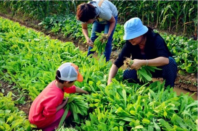 脍炙人口蚂蚁农场_脍炙人口图片