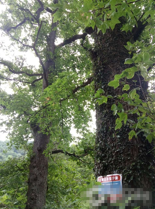 大塘乡人口_梧州市大塘小学图片