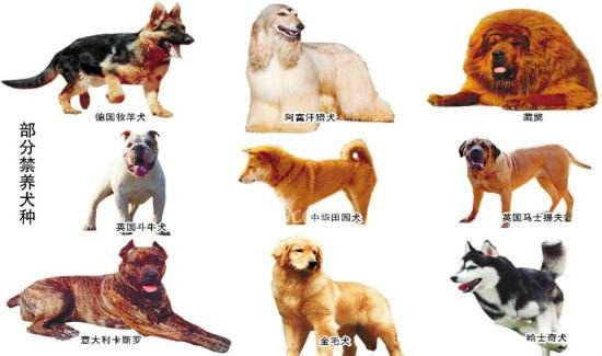 禁止在物业管理区域内饲养烈性犬和大型犬,具体品种和体高体重标准