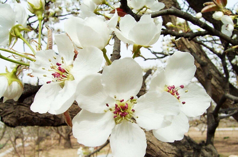 "忽如一夜春风来,千树万树梨花开",除了粉色的桃花,梨花白色的花瓣