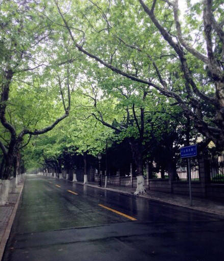 雨天,青岛·八大关,即使没有刻意,也可以美的很彻底