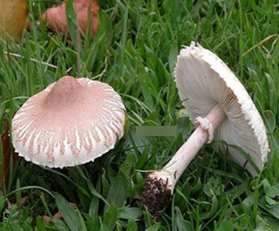 a_370098507.jpg