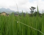�����й�ũ�巿