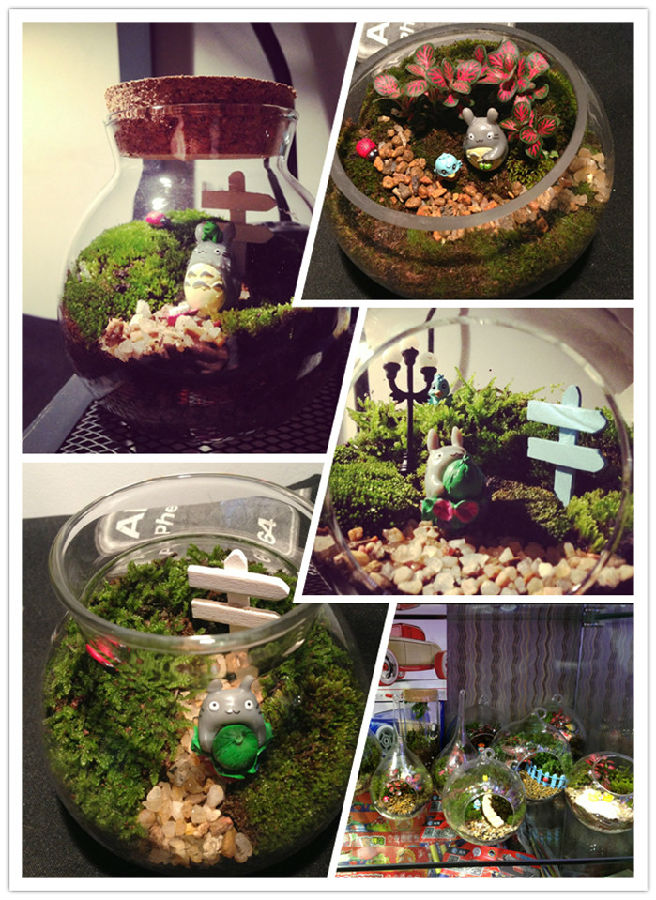 植物微景观diy