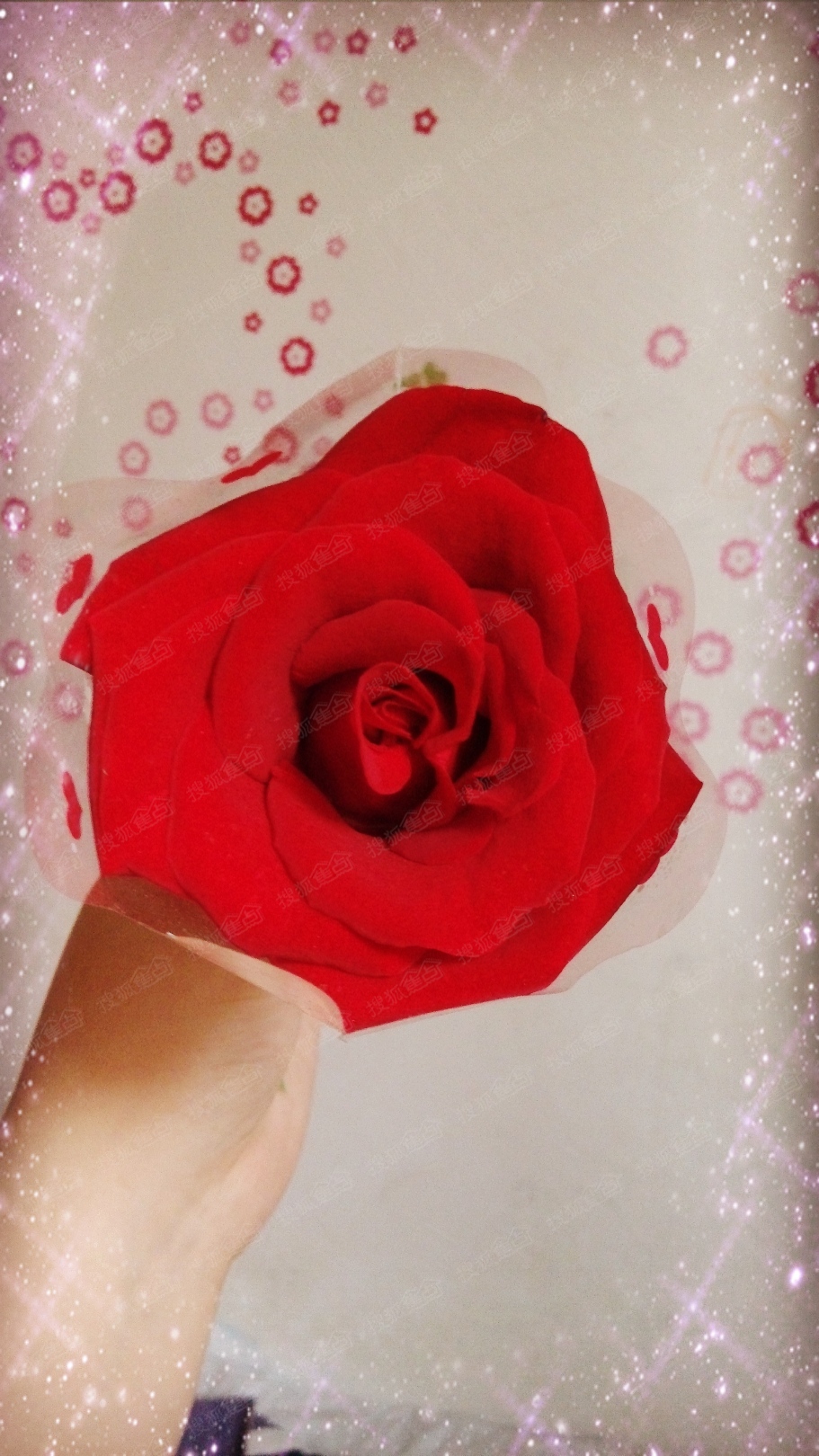 七夕快到了,这是老公送给我的第一朵玫瑰花.