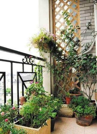 怎样改造阳台成花园 a_386771745.jpg