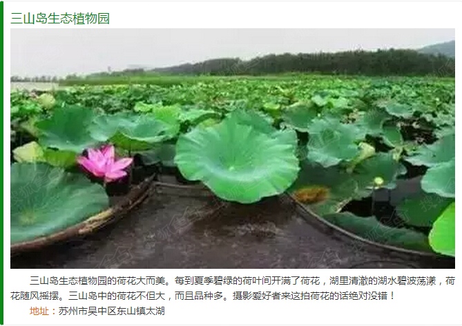 什么样的池塘开满什么样的荷花 a_364305477.jpg