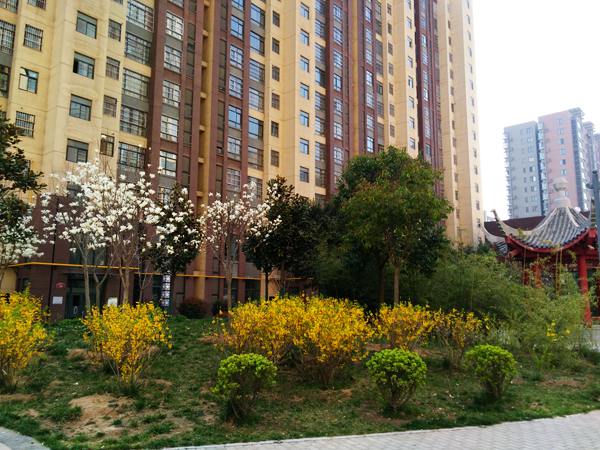 又是一年三月天 苏园丰景春意浓-恒昌苏园丰景·乐活街-渭南搜狐焦点