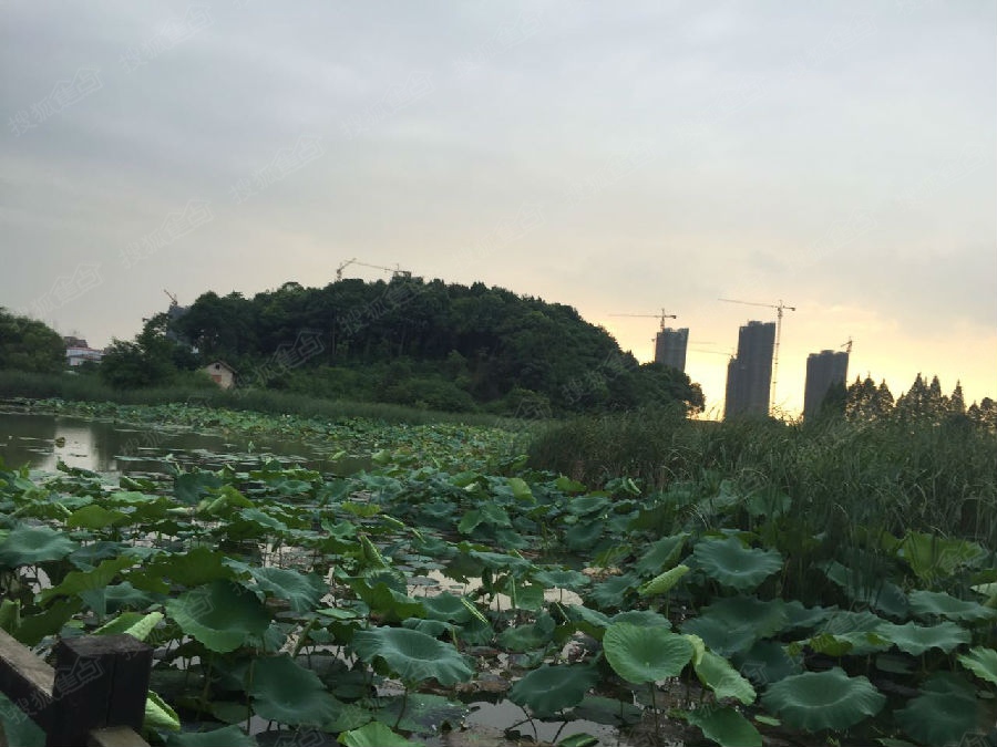 万科紫悦湾周边道路和湿地公园的图片-万科花山紫悦湾