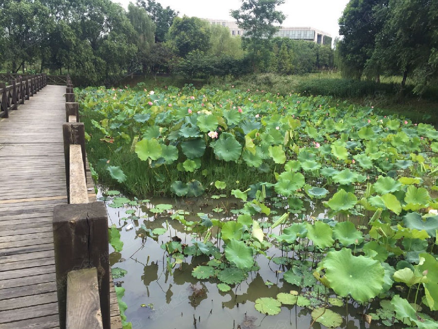 万科紫悦湾周边道路和湿地公园的图片-万科花山紫悦湾