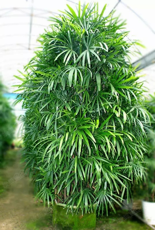 富贵竹 图片