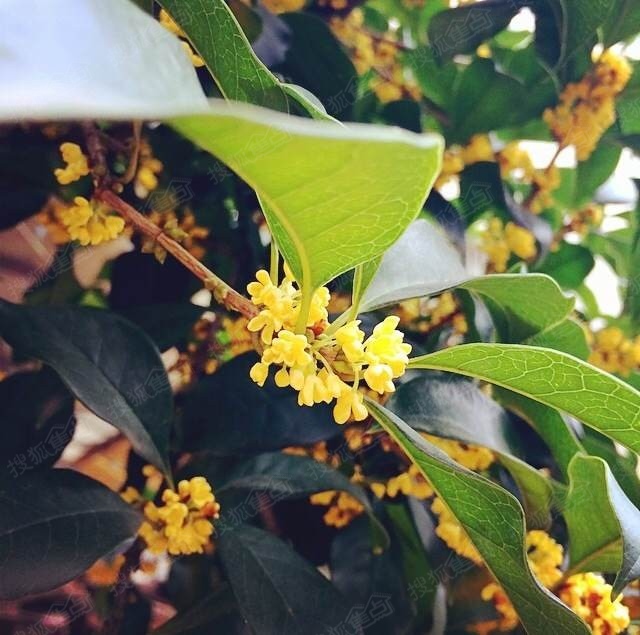 闻着桂花香醒来的清晨,真好