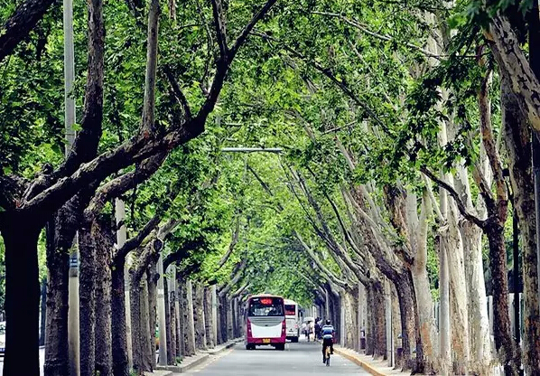 贯穿"西安最美丽梧桐道"的友谊路,需要移植一千多棵梧桐树,已在西安