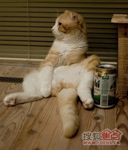 怎么挑选好看的萌宠 a_78129849.jpg