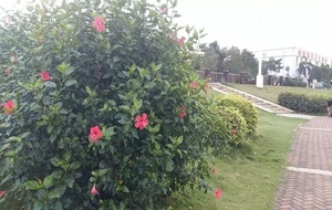南渡江畔.jpg