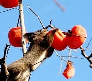 贡品磨盘柿 你再不来就被鸟儿吃了