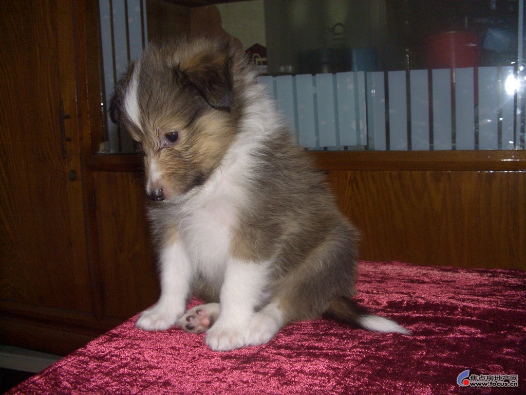 宠物总动员图片