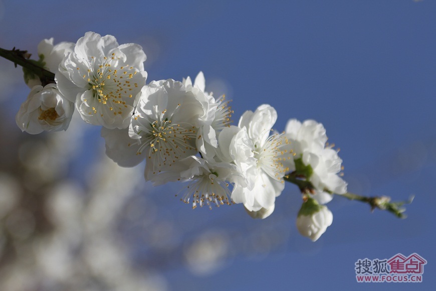 白花山碧桃,今天上午拍攝於奧林匹克森林公園