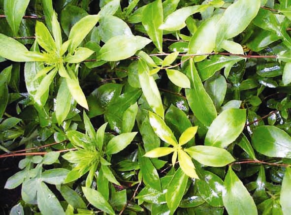 番泻叶并非人人适用图