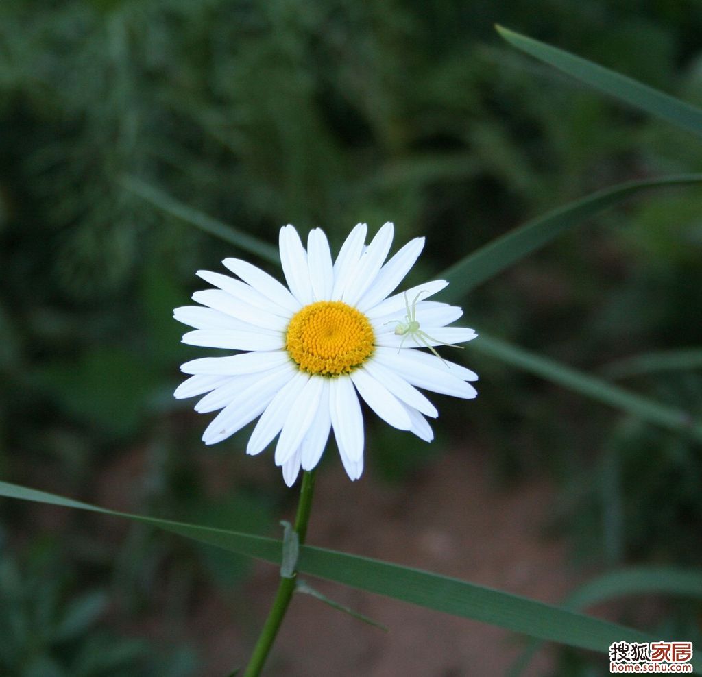 白色矮滨菊花朵上的幼蛛