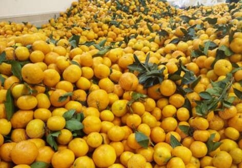 橙黄的桔子堆积成山