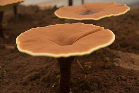 三伏天养肝 不妨吃点灵芝孢子油_安徽频道_凤凰网