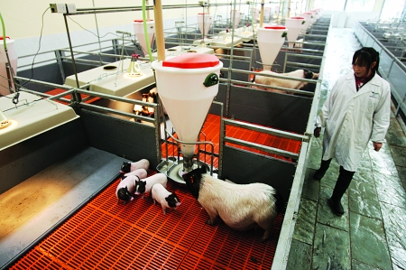 大渡口区建桥工业园区的"豪华"猪圈