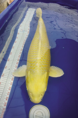 南京一开发商欲买天价锦鲤炒作一条高达30万