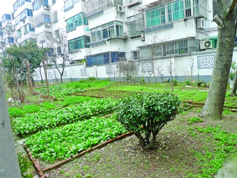春风吹又生 居民楼前的菜地