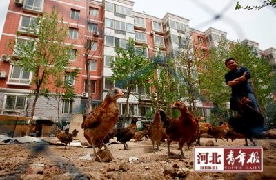 小区公共绿地成私人养鸡场 乐了自己苦了邻里
