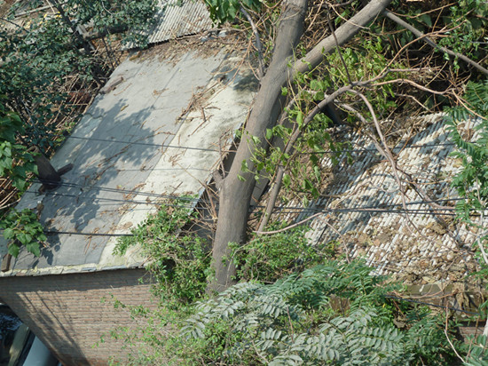 狂风过后树倒压线无人理保定西鲁岗居民提心吊胆