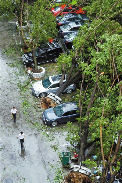 颱風一夜倒樹10萬株 全市逾1500車輛破相