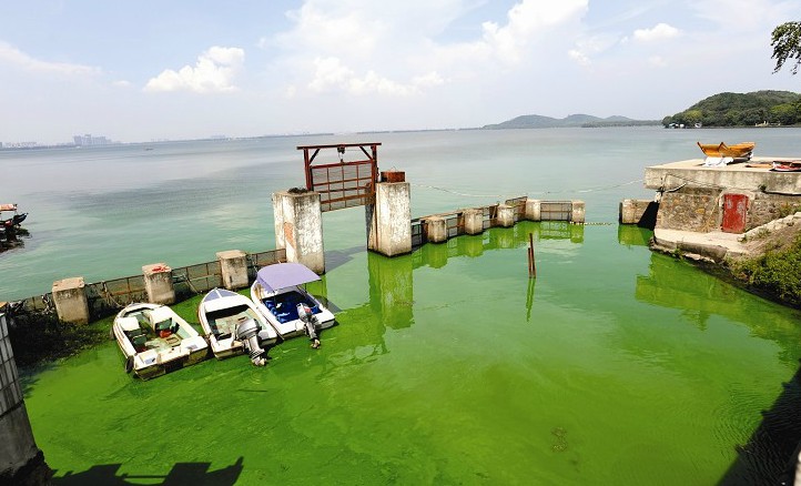 东湖蓝藻图片