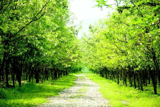 湖北610座矿山被废弃山体裸露地质灾害严重