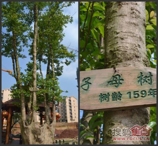 龙锦山庄百年子母树环绕龙井饮水星火相传