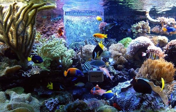 生态鱼缸背景墙效果图图片