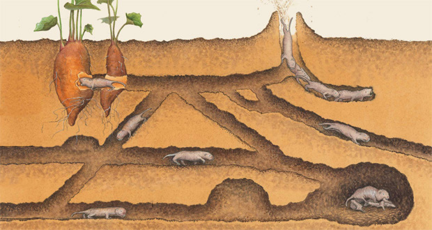 拿不到干净地城市开发商转入地下开启"鼹鼠模式"