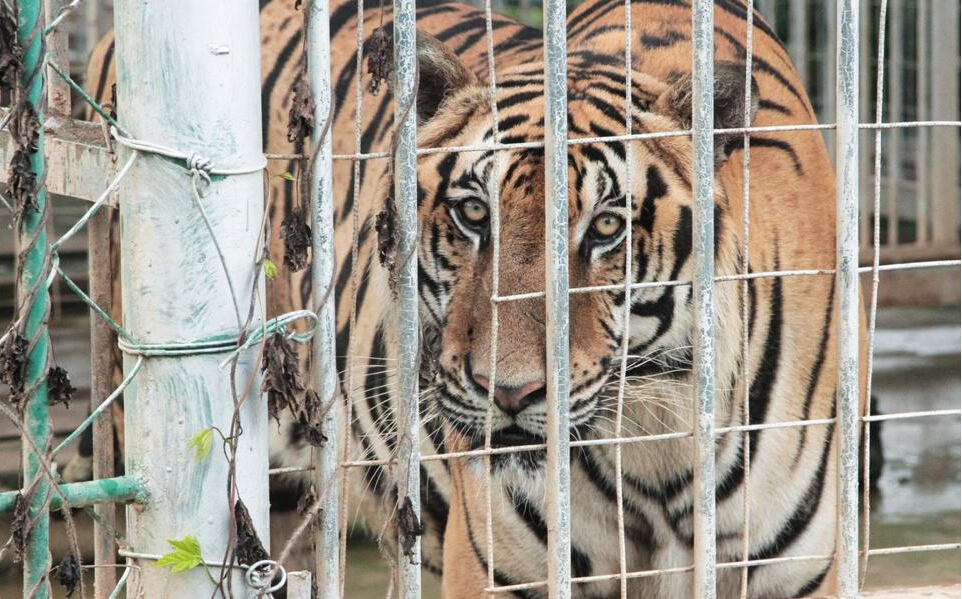 曝老挝度假村为吸引中国游客 非法出售老虎肉