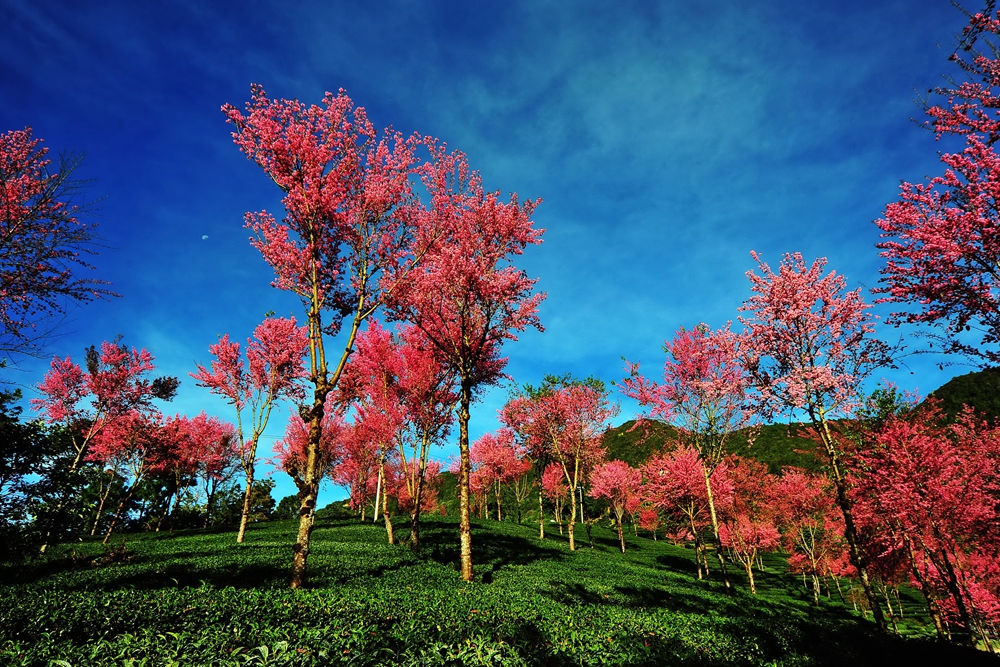 云雾中的樱花谷