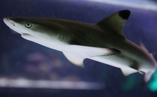 黑鳍锯尾鲨图片